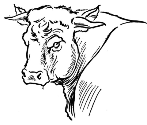 Desenho de Touros para colorir e imprimir: número 31