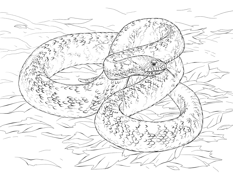 Desenho de Touros para colorir e imprimir: número 43