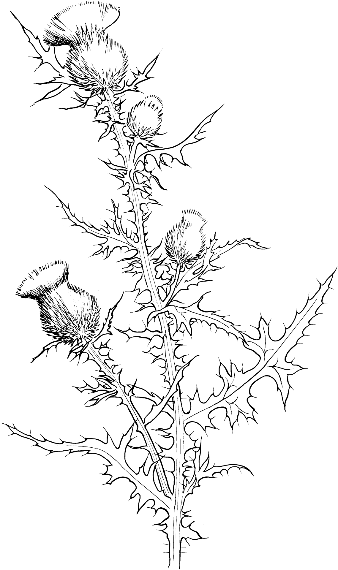 Desenho de Touros para colorir e imprimir: número 47