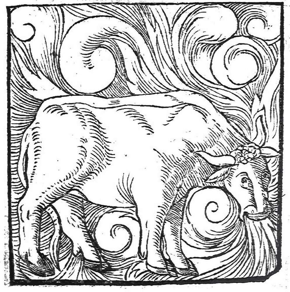 Desenho de Touros para colorir