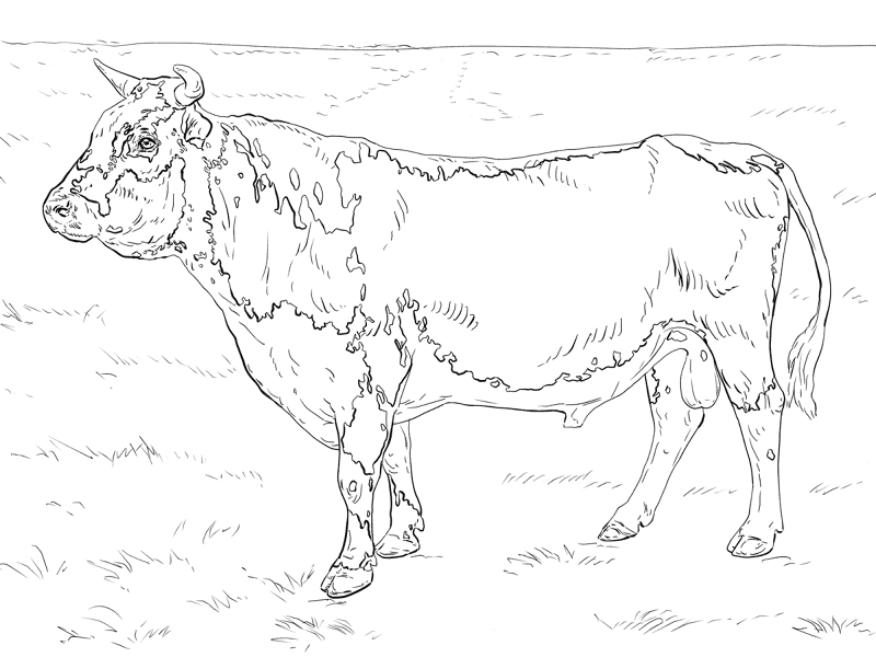 Desenho de Touros para colorir