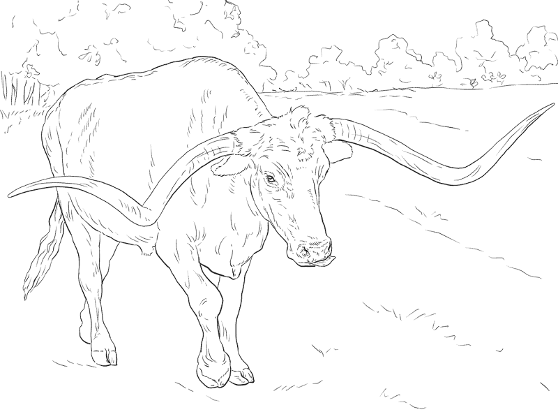 Desenho de Touros para colorir
