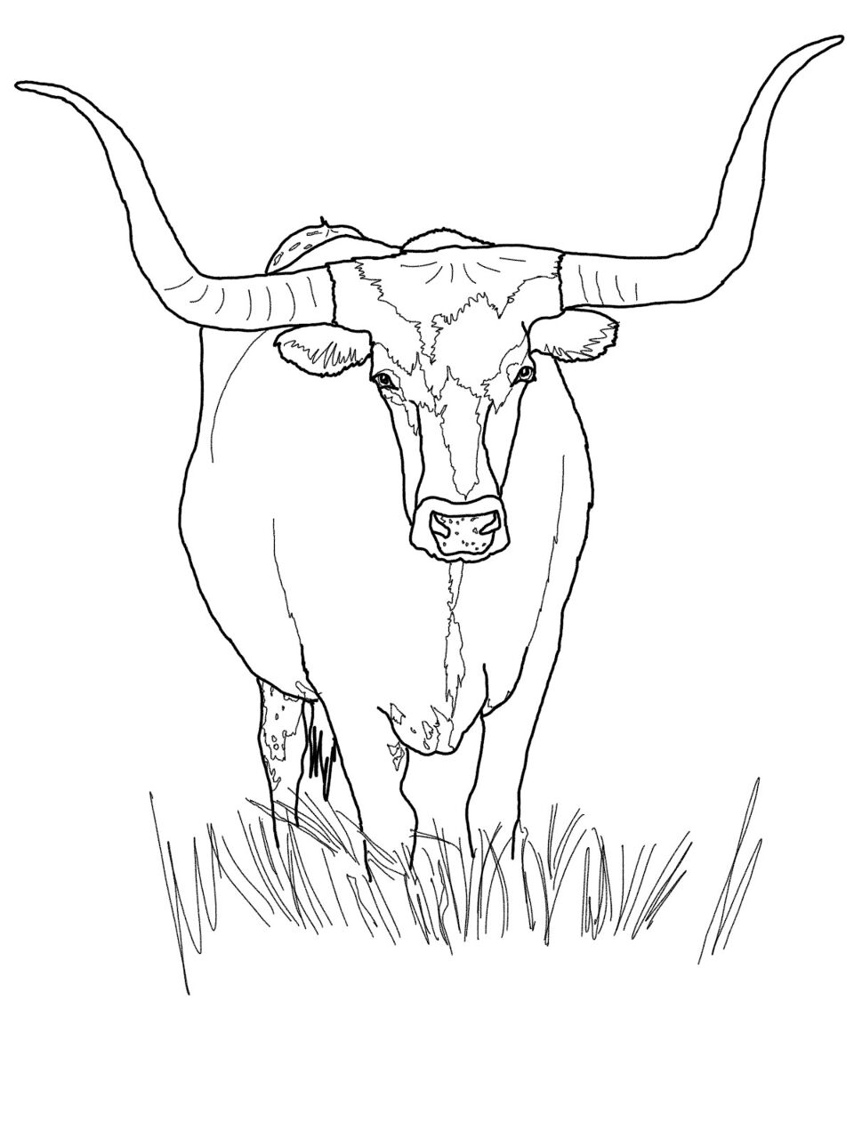 Desenho de Touros para colorir