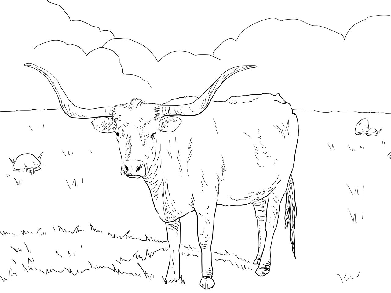 Desenho de Touros para colorir