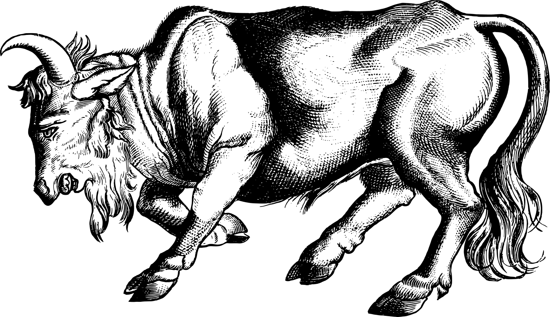 Desenho de Touros para colorir