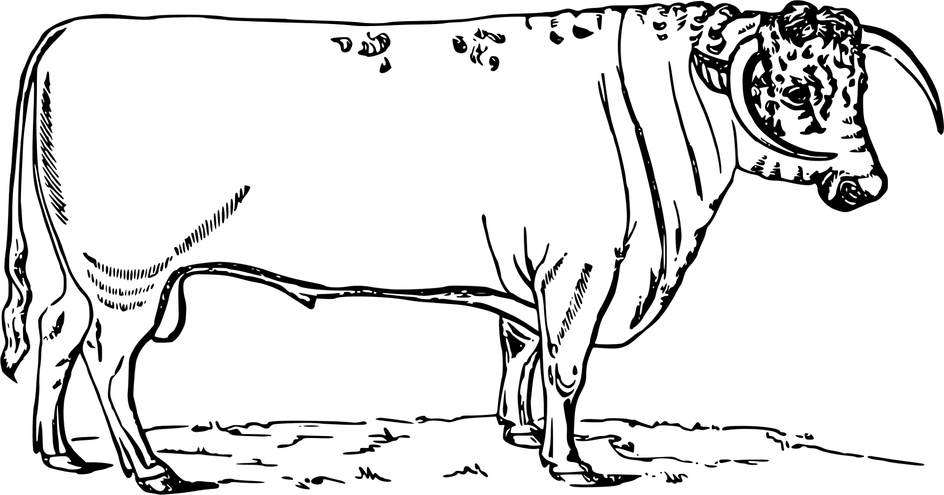 Desenho de Touros para colorir