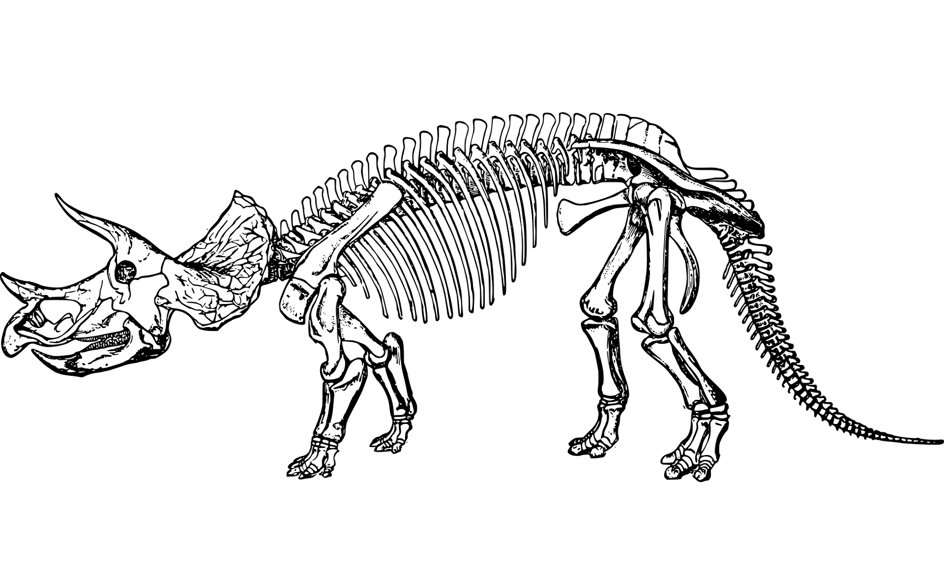 Desenho de Tricerátopo para colorir e imprimir: número 42