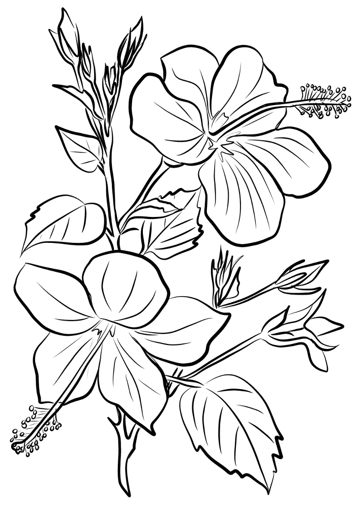 Desenho de Tropical para colorir e imprimir: número 2