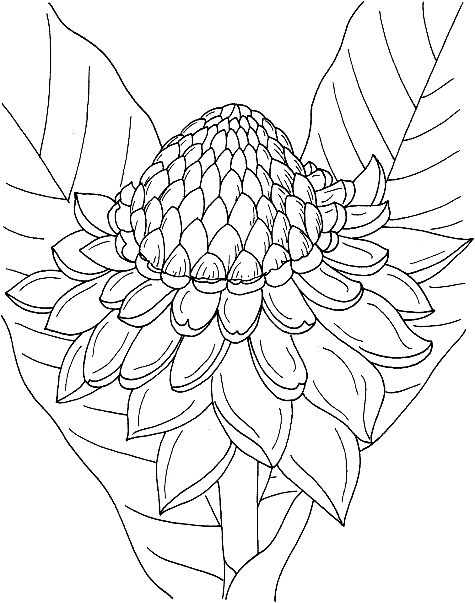 Desenho de Tropical para colorir e imprimir: número 5