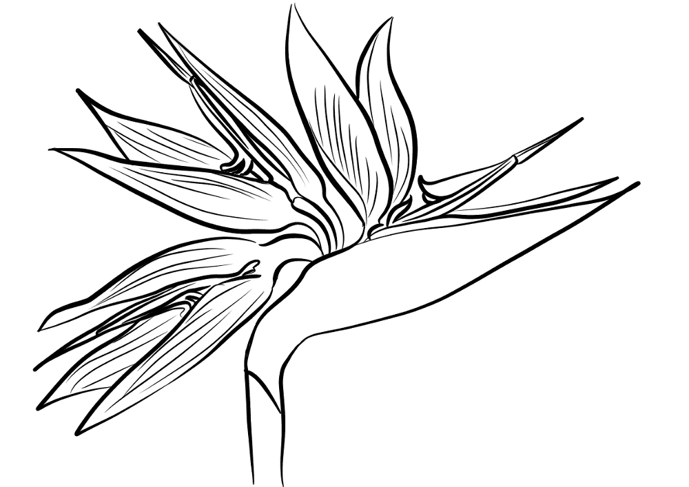 Desenho de Tropical para colorir e imprimir: número 6