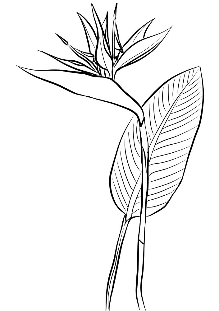Desenho de Tropical para colorir e imprimir: número 7