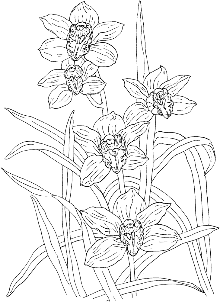 Desenho de Tropical para colorir e imprimir: número 8