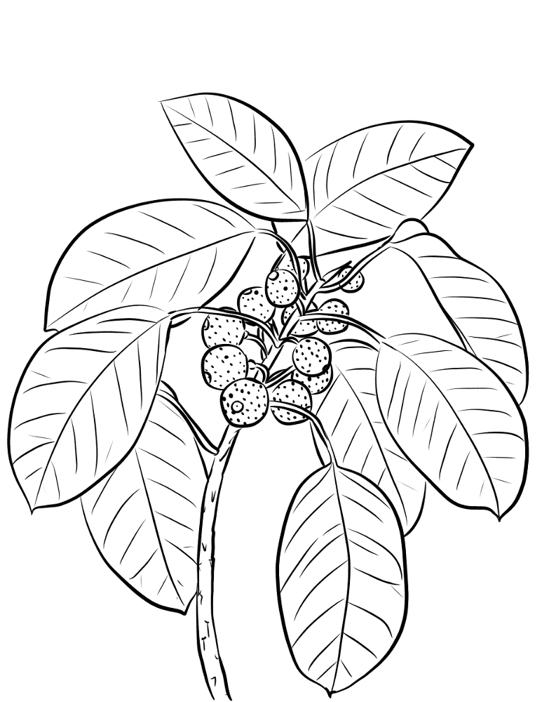 Desenho de Tropical para colorir e imprimir: número 9
