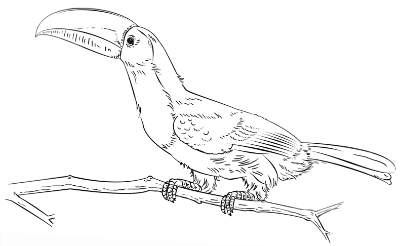 Desenho de Tropical para colorir e imprimir: número 16