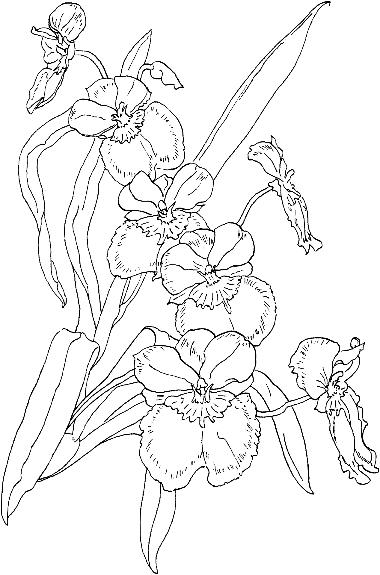 Desenho de Tropical para colorir e imprimir: número 17