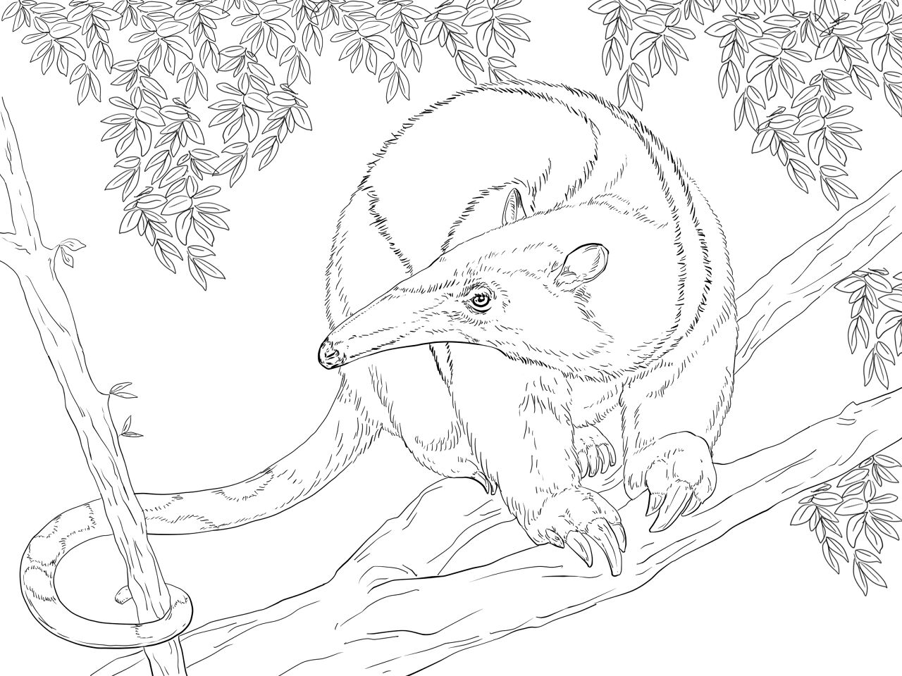 Desenho de Tropical para colorir e imprimir: número 18