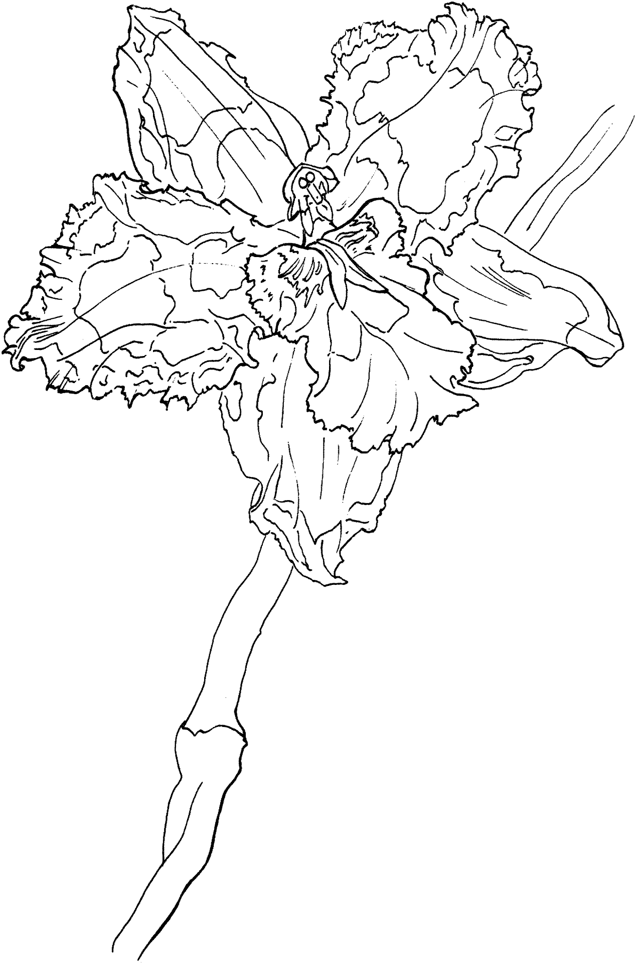Desenho de Tropical para colorir e imprimir: número 19