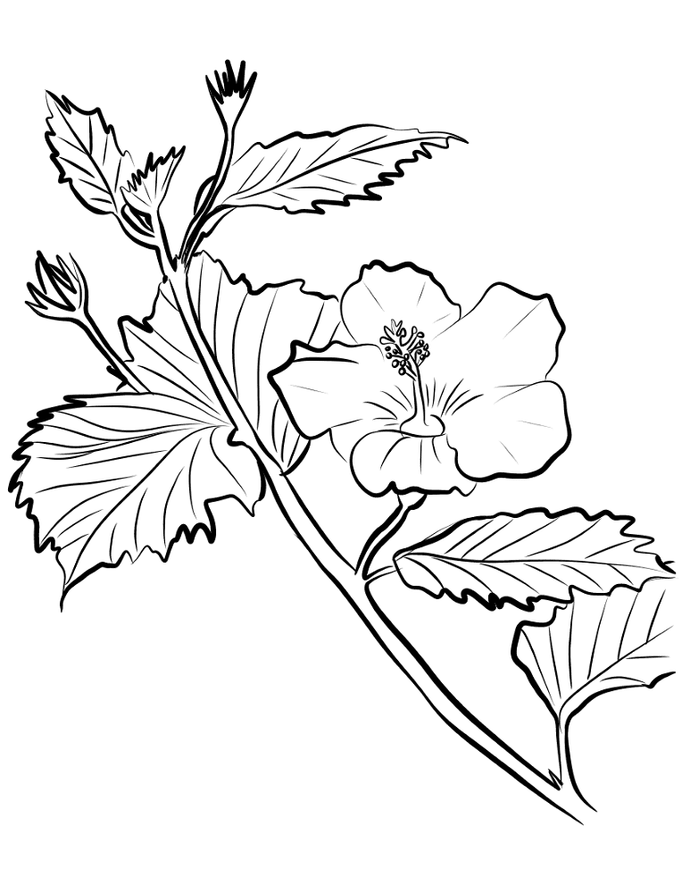 Desenho de Tropical para colorir e imprimir: número 20