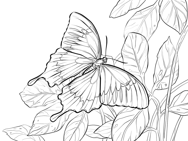 Desenho de Tropical para colorir e imprimir: número 27