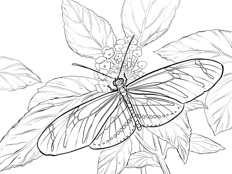 Desenho de Tropical para colorir e imprimir: número 28