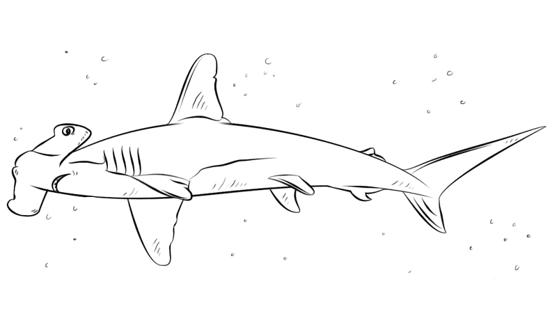Desenho de Tubarões para colorir e imprimir: número 9