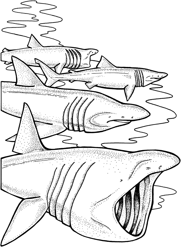 Desenho de Tubarões para colorir e imprimir: número 13