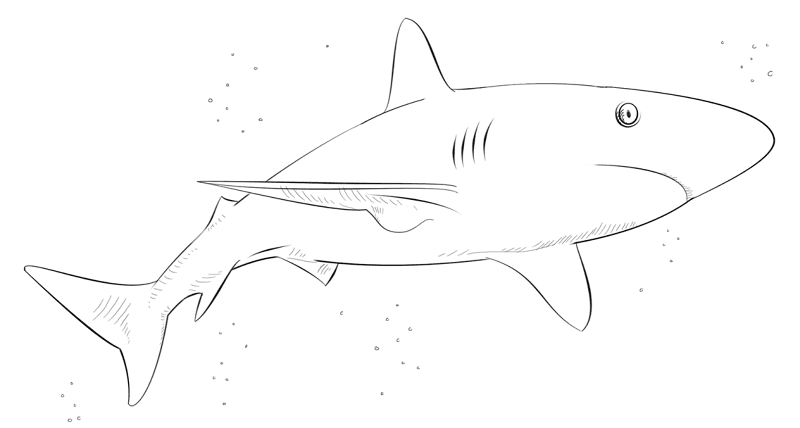 Desenho de Tubarões para colorir e imprimir: número 15