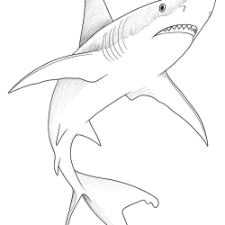 Desenho de Tubarões para colorir e imprimir: número 21