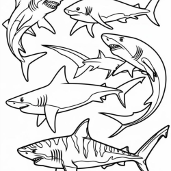 Desenho de Tubarões para colorir e imprimir: número 31