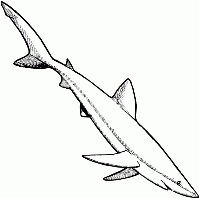 Desenho de Tubarões para colorir e imprimir: número 36