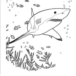 Desenho de Tubarões para colorir e imprimir: número 40