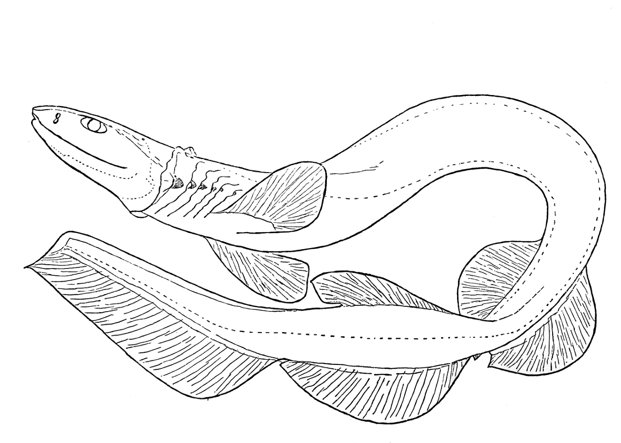 Desenho de Tubarões para colorir e imprimir: número 42