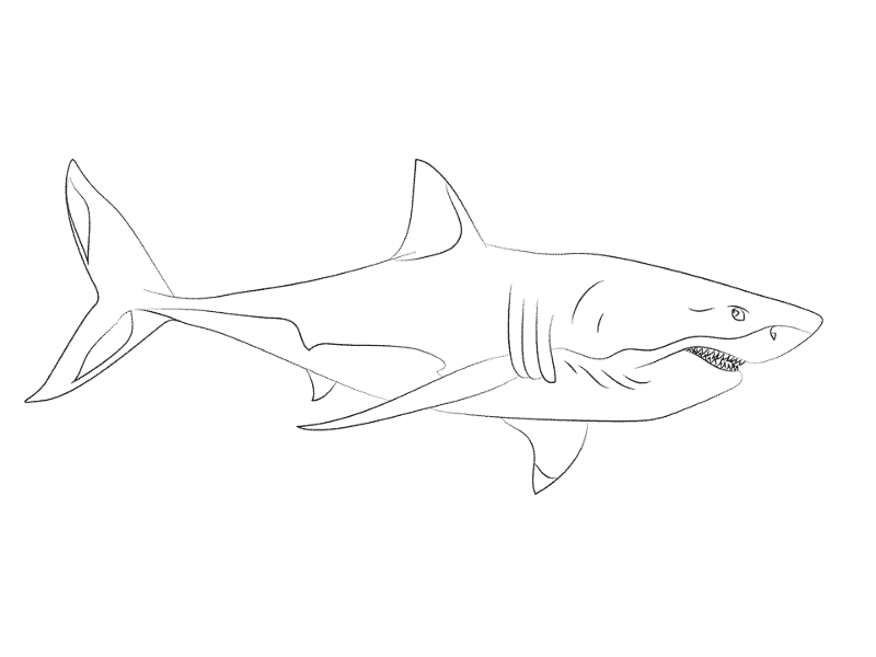 Desenho de Tubarões para colorir e imprimir: número 45