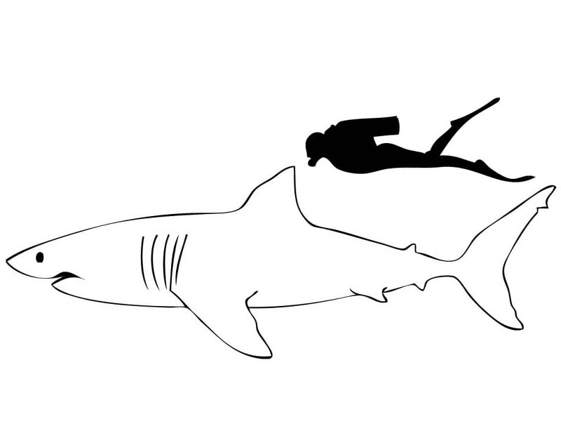Desenho de Tubarões para colorir e imprimir: número 46