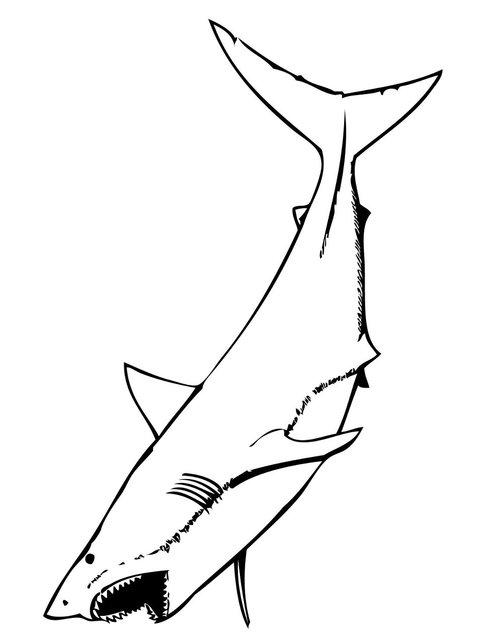 Desenho de Tubarões para colorir e imprimir: número 48
