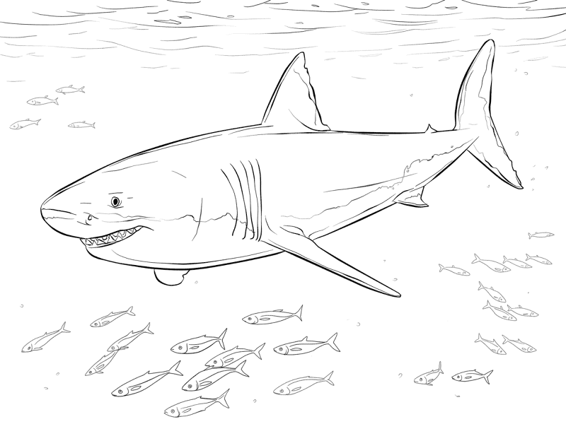 Desenho de Tubarões para colorir