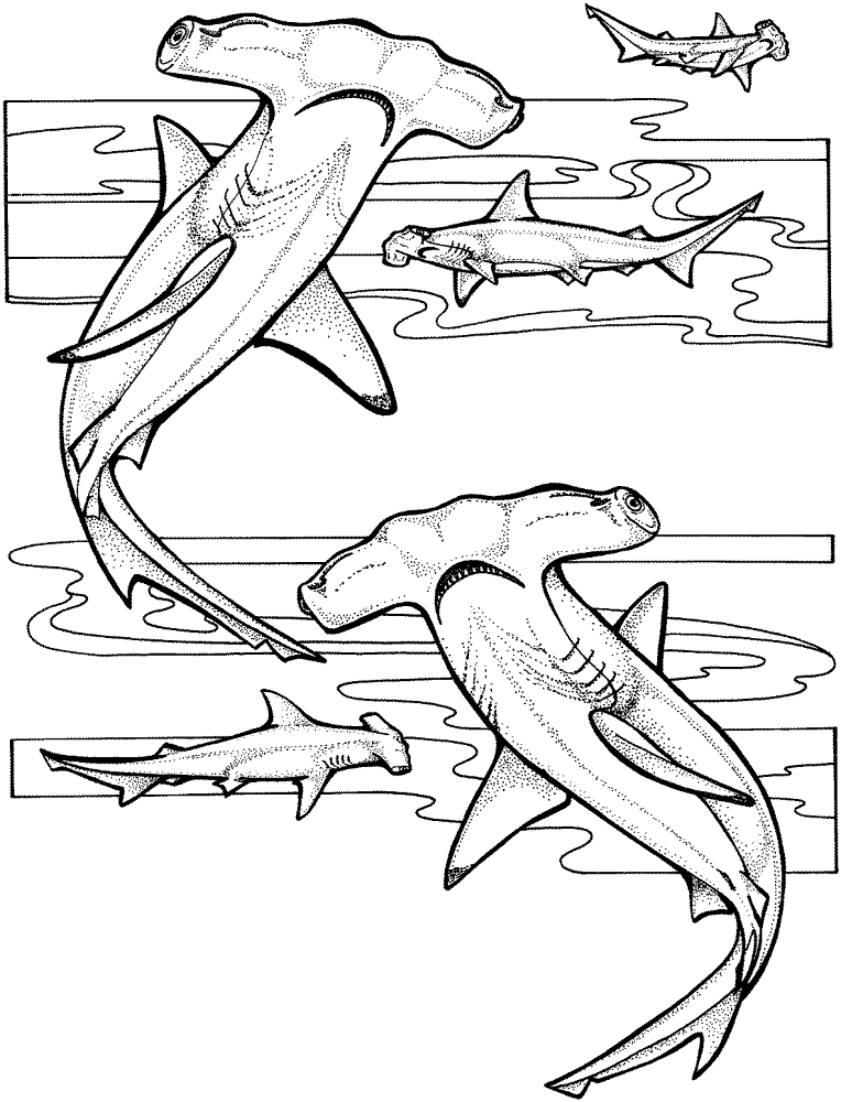 Desenho de Tubarões para colorir