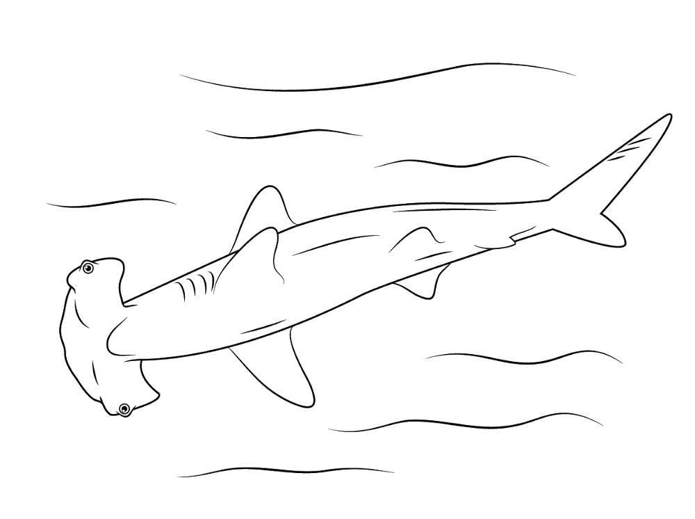 Desenho de Tubarões para colorir