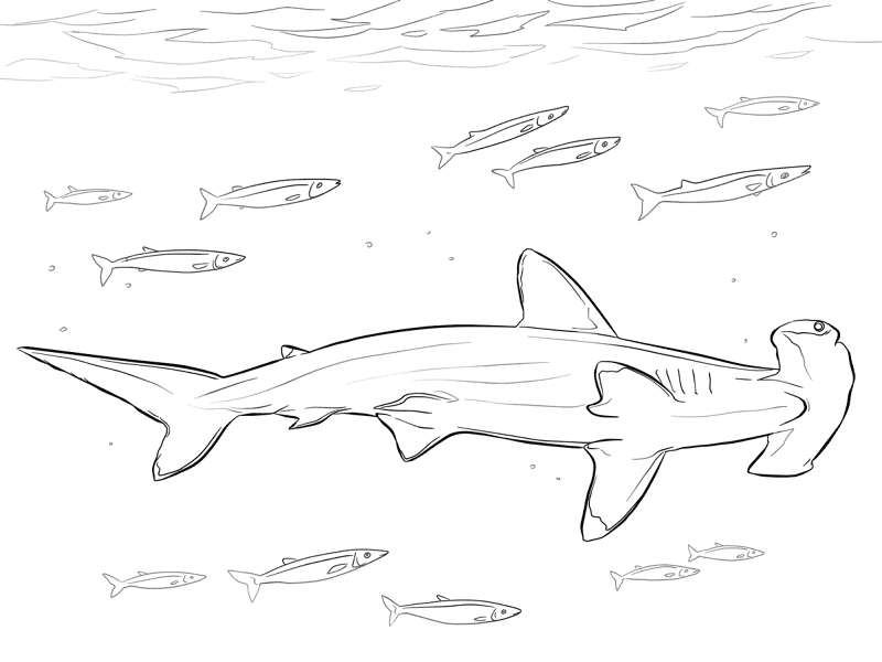 Desenho de Tubarões para colorir