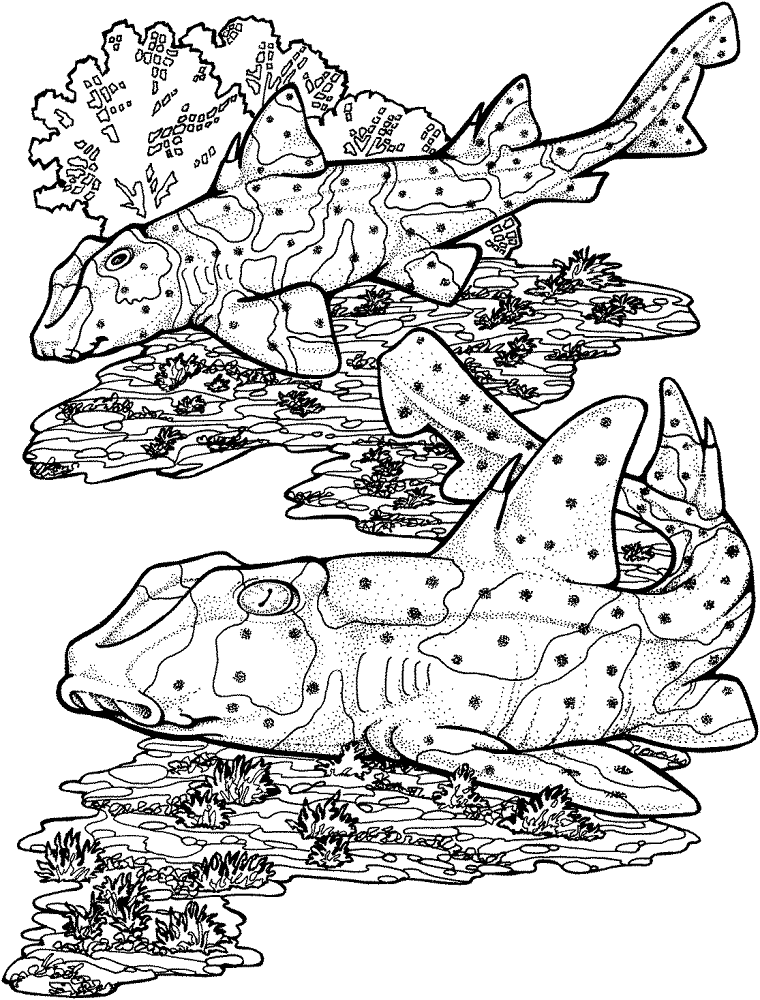 Desenho de Tubarões para colorir