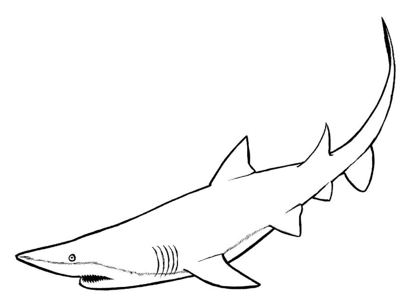 Desenho de Tubarões para colorir