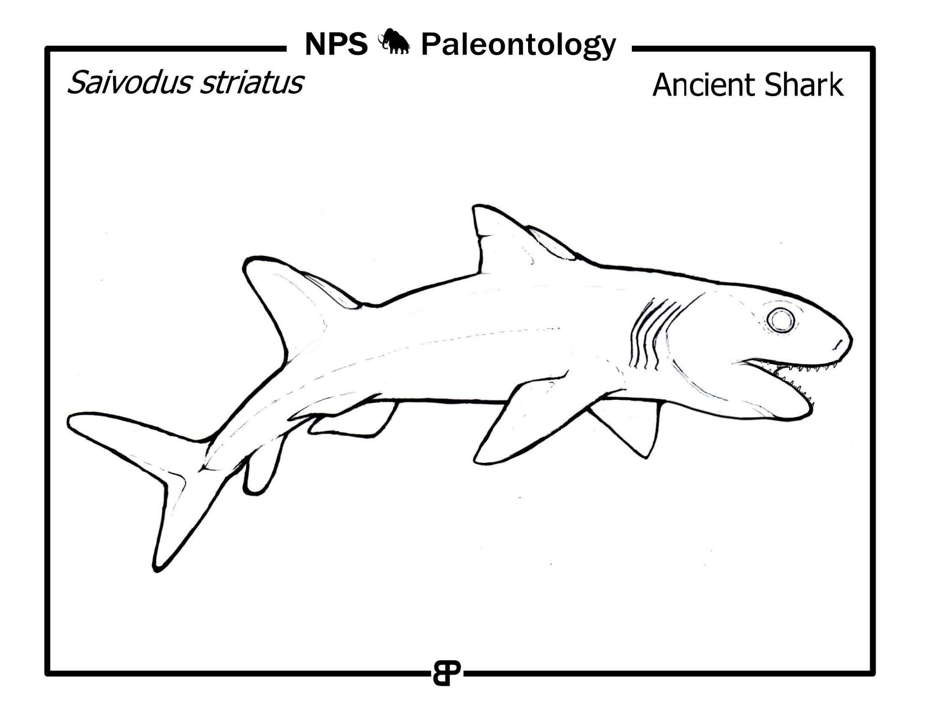 Desenho de Tubarões para colorir