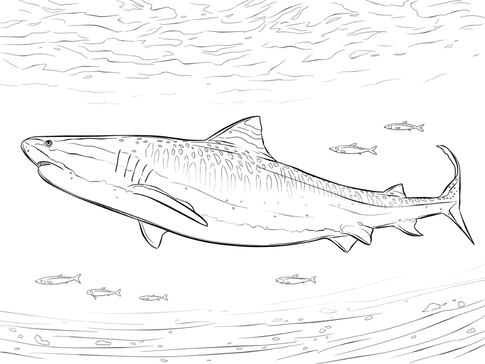 Desenho de Tubarões para colorir