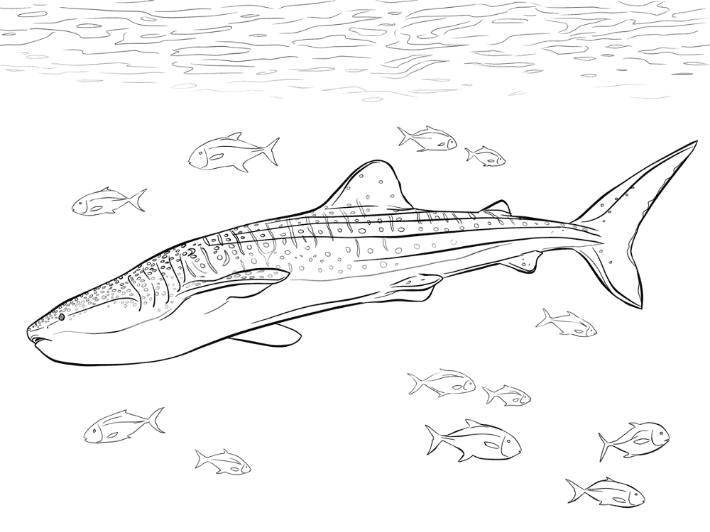Desenho de Tubarões para colorir