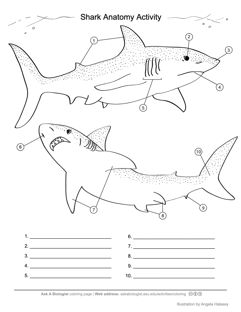Desenho de Tubarões para colorir