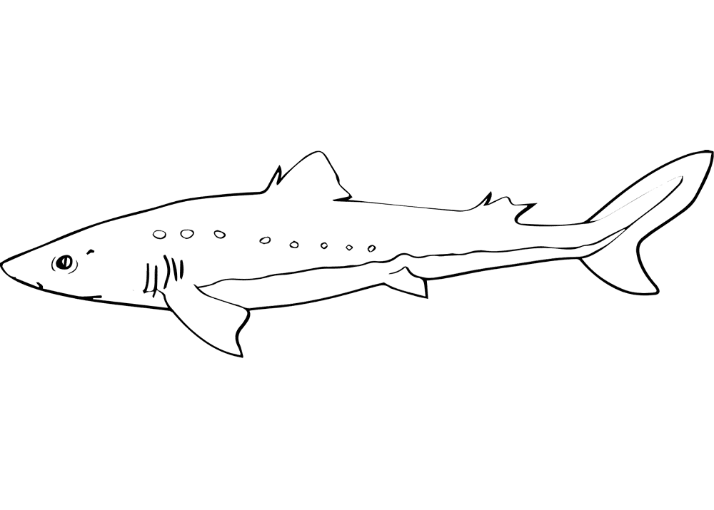 Desenho de Tubarões para colorir
