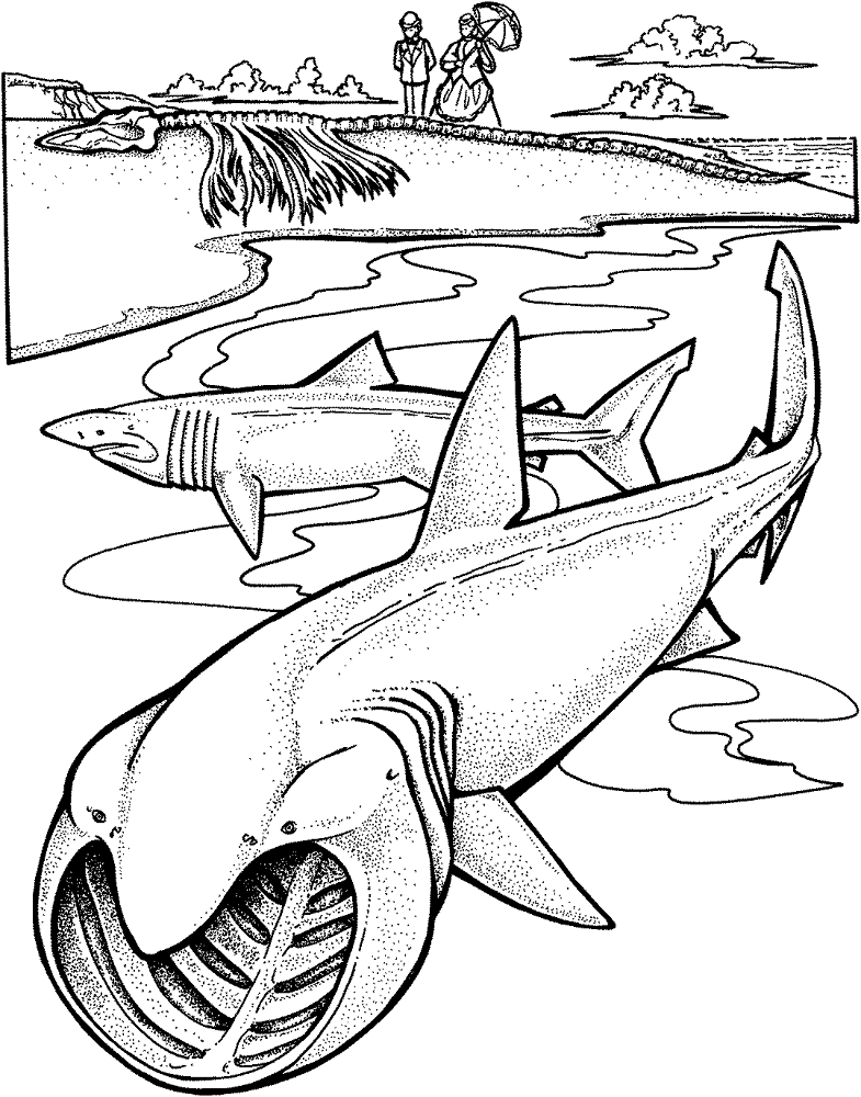Desenho de Tubarões para colorir