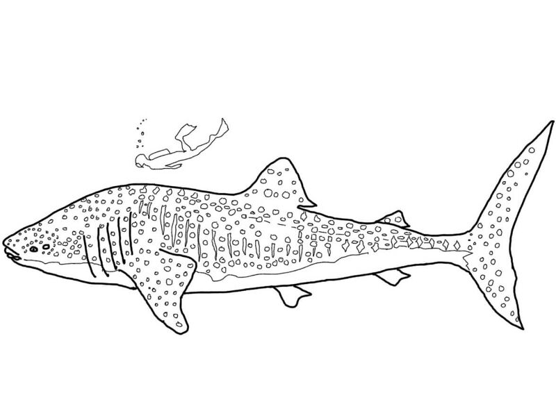 Desenho de Tubarões para colorir