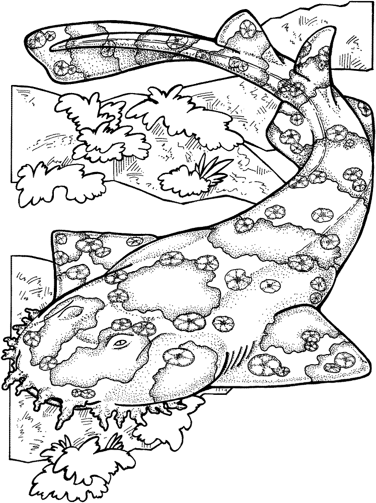 Desenho de Tubarões para colorir