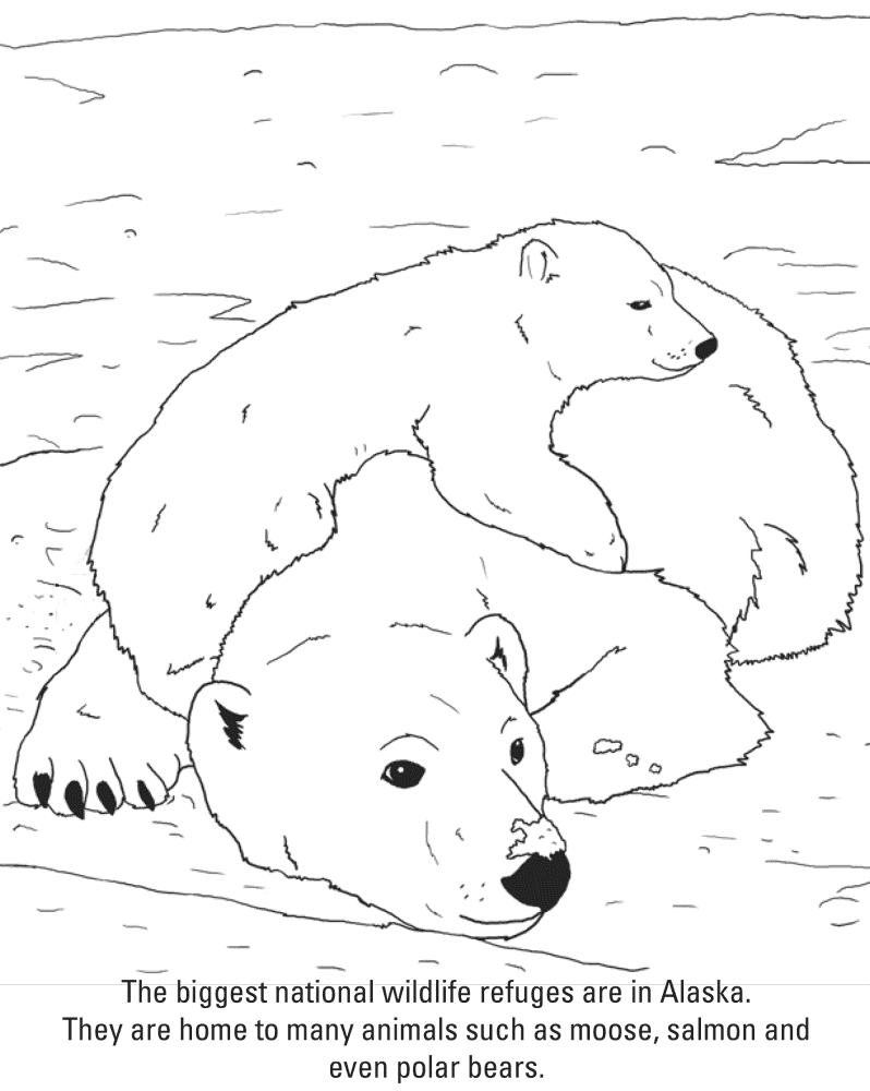 Desenho de Urso Polar para colorir e imprimir: número 1